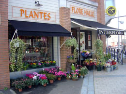 Flore Halle Lanester morbihan